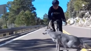 Video Footage: Cyclist Crashes Into Deer on Mt. Lemmon in Tucson AZ