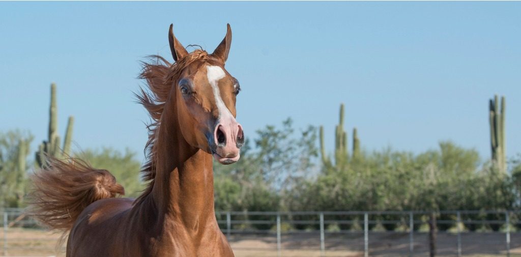 Tucson Horse Property